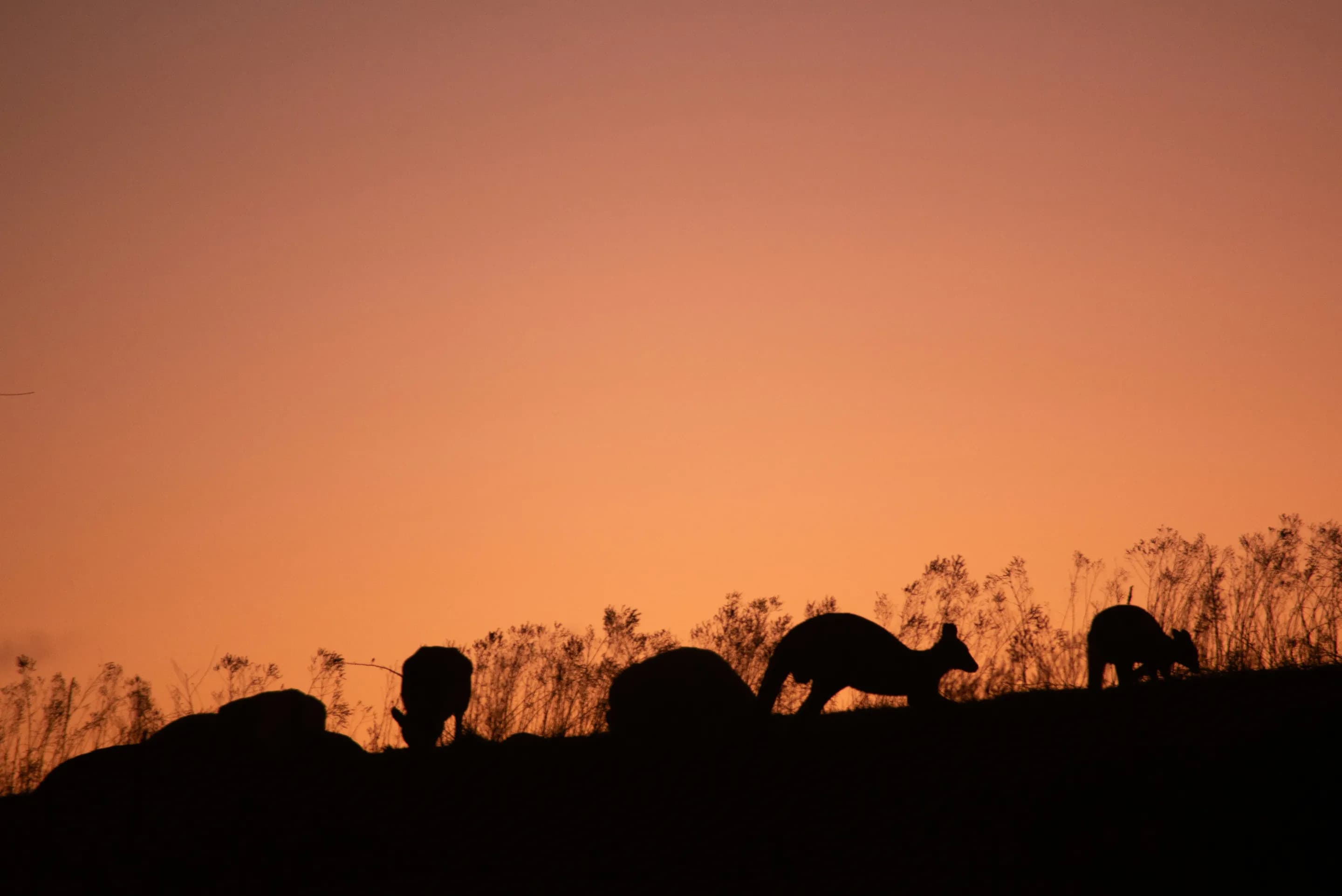 Kangaroos silhouetted against an Australian sunset